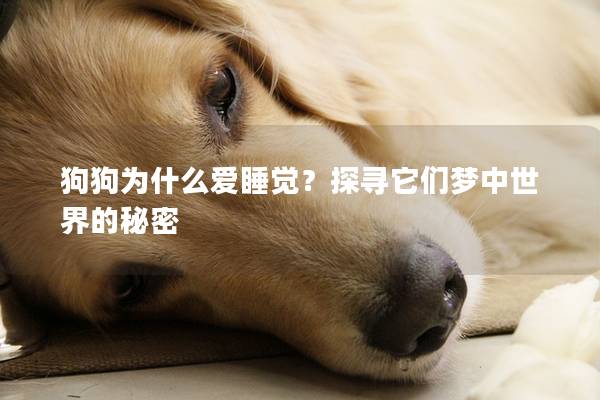 狗狗為什么愛睡覺？探尋它們夢中世界的秘密