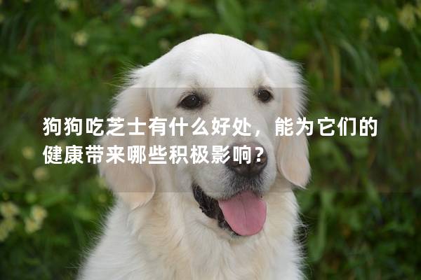 狗狗吃芝士有什么好處，能為它們的健康帶來哪些積極影響？