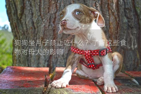 狗狗坐月子禁止吃什么？了解這些食物對母犬的影響