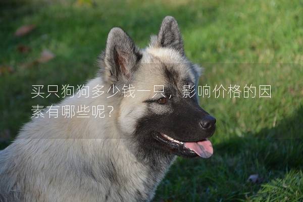 買只狗狗多少錢一只，影響價格的因素有哪些呢？