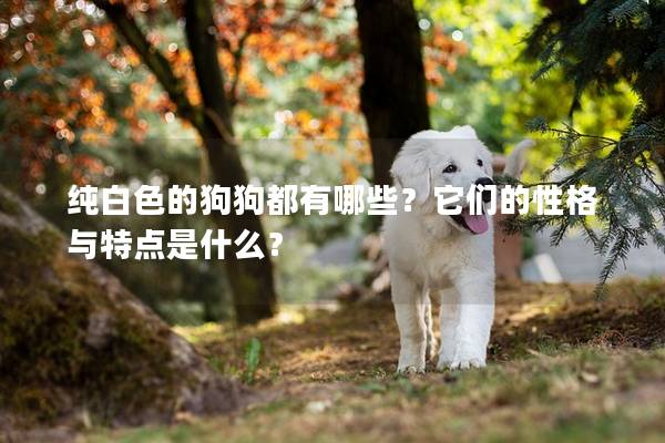 純白色的狗狗都有哪些?它們的性格與特點是什么? 純白色的狗狗都有哪些?它們的性格與特點是什么?