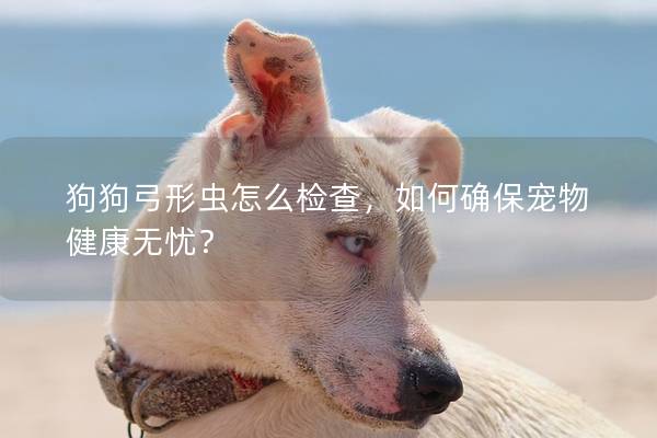 狗狗弓形蟲怎么檢查，如何確保寵物健康無憂？