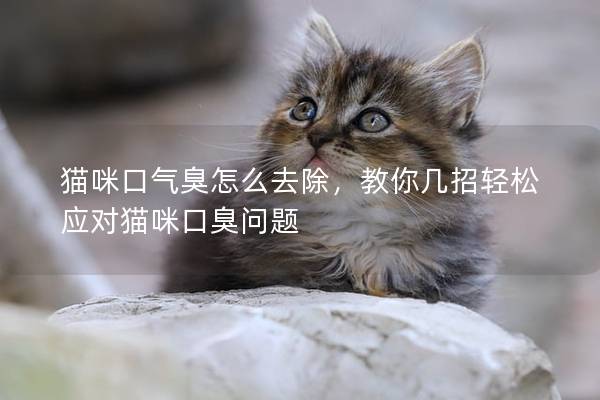 貓咪口氣臭怎么去除，教你幾招輕松應(yīng)對(duì)貓咪口臭問(wèn)題