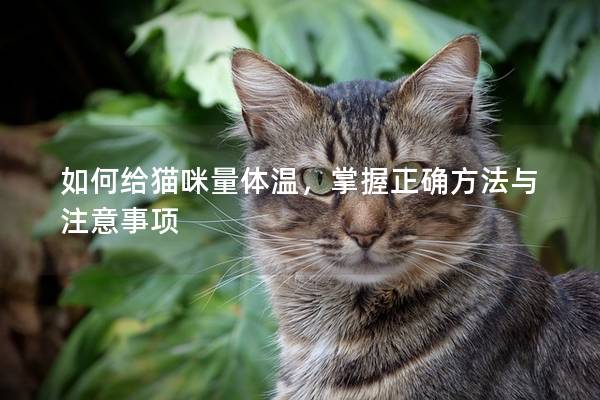 如何給貓咪量體溫，掌握正確方法與注意事項