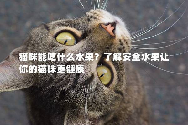 貓咪能吃什么水果？了解安全水果讓你的貓咪更健康