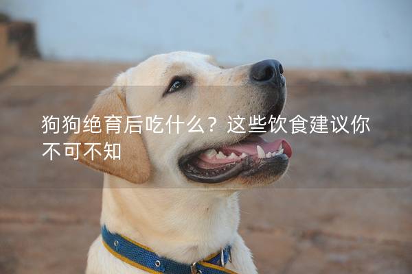 狗狗絕育后吃什么？這些飲食建議你不可不知