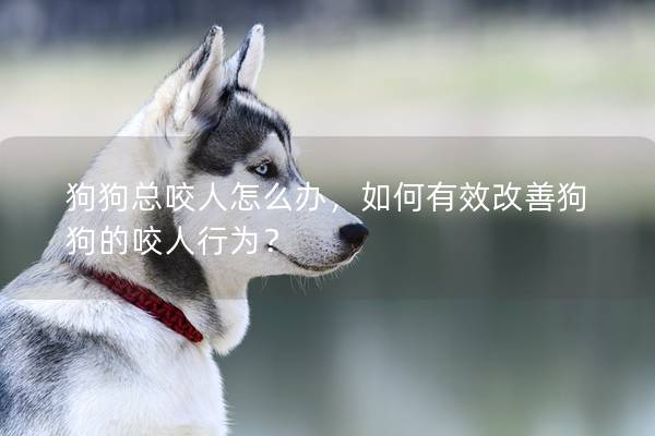 狗狗總咬人怎么辦，如何有效改善狗狗的咬人行為？