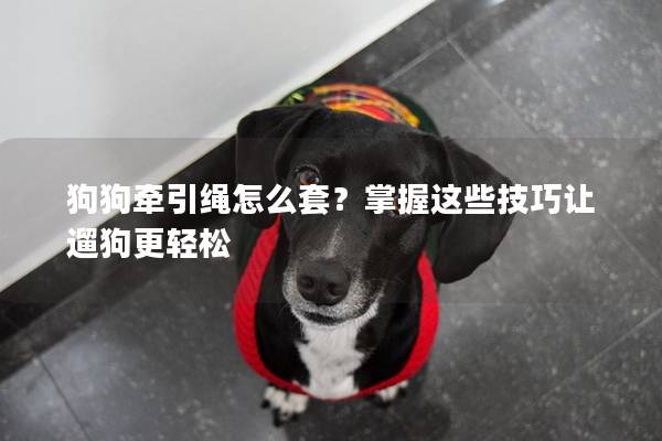 狗狗牽引繩怎么套？掌握這些技巧讓遛狗更輕松