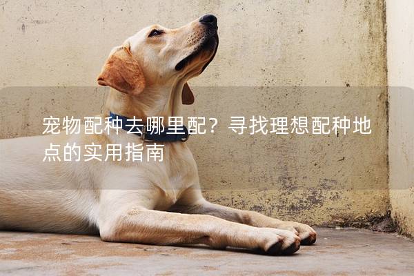 寵物配種去哪里配？尋找理想配種地點的實用指南