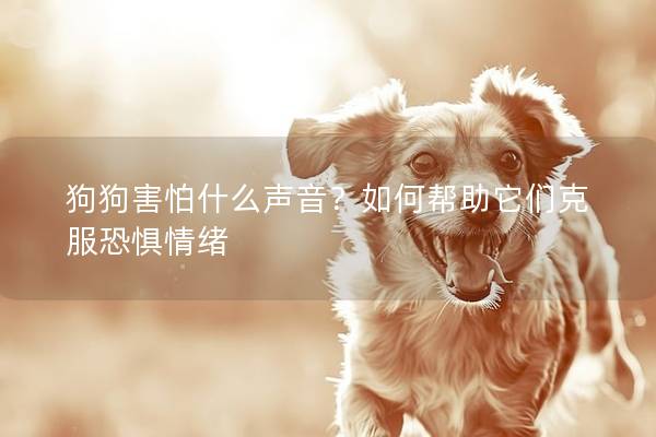 狗狗害怕什么聲音？如何幫助它們克服恐懼情緒