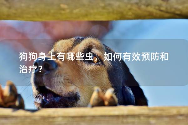 狗狗身上有哪些蟲，如何有效預(yù)防和治療？