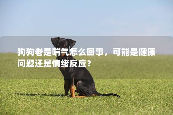 狗狗老是喘氣怎么回事，可能是健康問題還是情緒反應(yīng)？