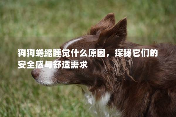 狗狗蜷縮睡覺什么原因，探秘它們的安全感與舒適需求