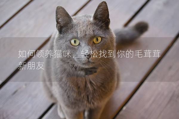 如何領養貓咪，輕松找到你的毛茸茸新朋友