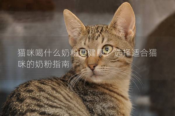 貓咪喝什么奶粉更健康？選擇適合貓咪的奶粉指南