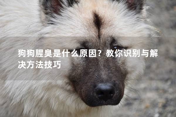 狗狗腥臭是什么原因？教你識別與解決方法技巧