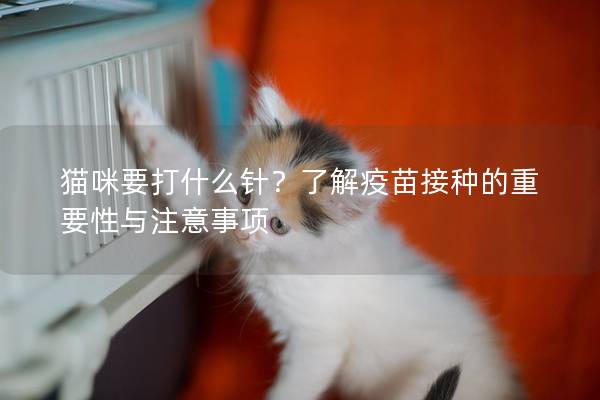 貓咪要打什么針？了解疫苗接種的重要性與注意事項(xiàng)