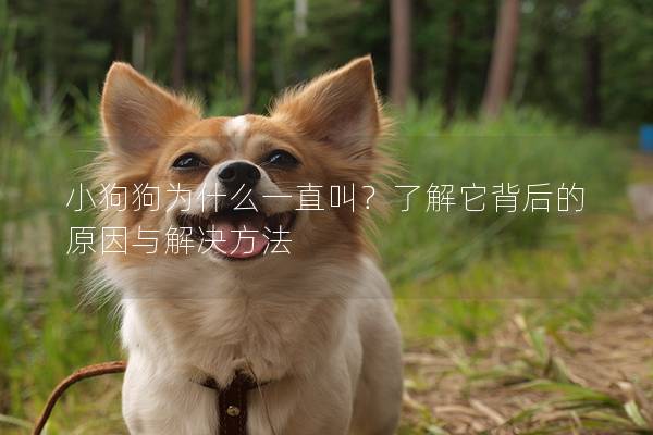 小狗狗為什么一直叫？了解它背后的原因與解決方法
