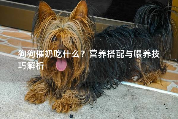 狗狗催奶吃什么？營養搭配與喂養技巧解析