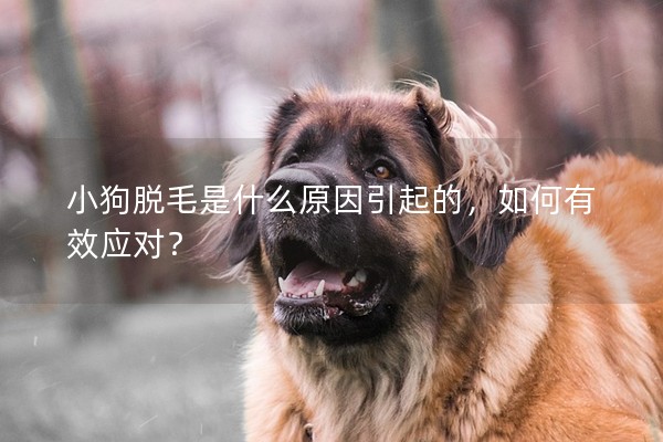 小狗脫毛是什么原因引起的,如何有效應對? 小狗脫毛是什么原因引起的,如何有效應對?