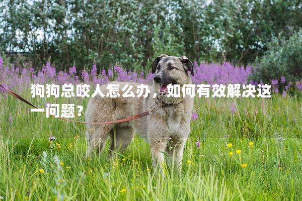 狗狗總咬人怎么辦，如何有效解決這一問題？