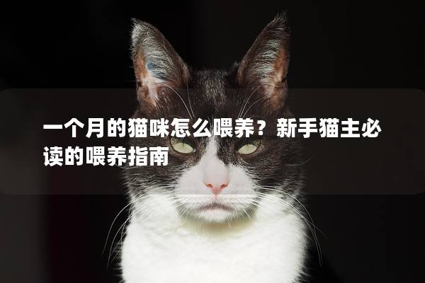一個月的貓咪怎么喂養？新手貓主必讀的喂養指南