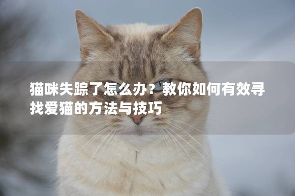 貓咪失蹤了怎么辦？教你如何有效尋找愛貓的方法與技巧