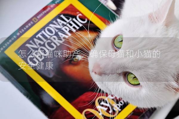 怎么幫貓咪助產，確保母貓和小貓的安全健康