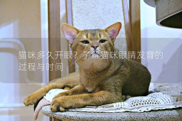 貓咪多久開眼？了解貓咪眼睛發育的過程與時間