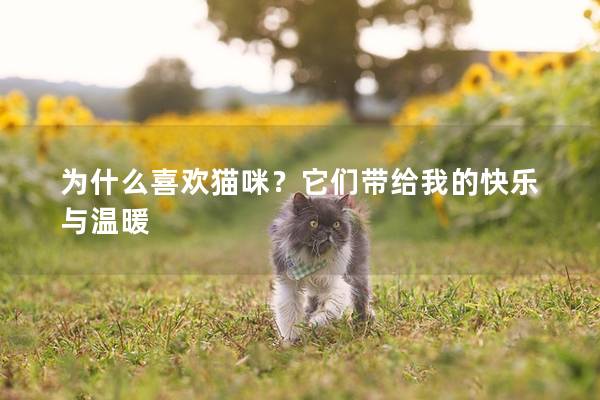 為什么喜歡貓咪？它們帶給我的快樂與溫暖