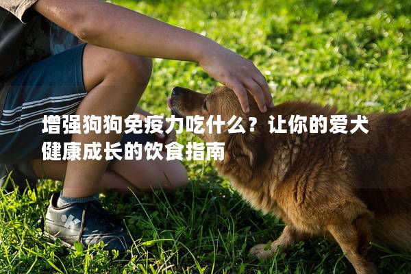 增強(qiáng)狗狗免疫力吃什么？讓你的愛犬健康成長的飲食指南