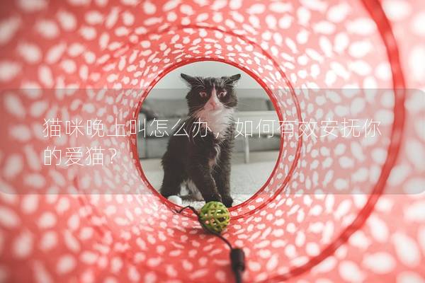 貓咪晚上叫怎么辦，如何有效安撫你的愛貓？