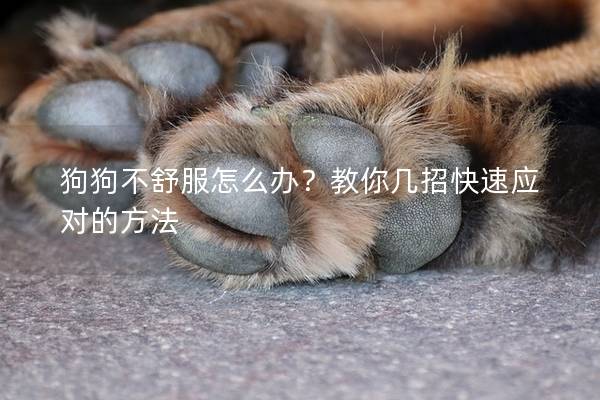 狗狗不舒服怎么辦？教你幾招快速應(yīng)對的方法