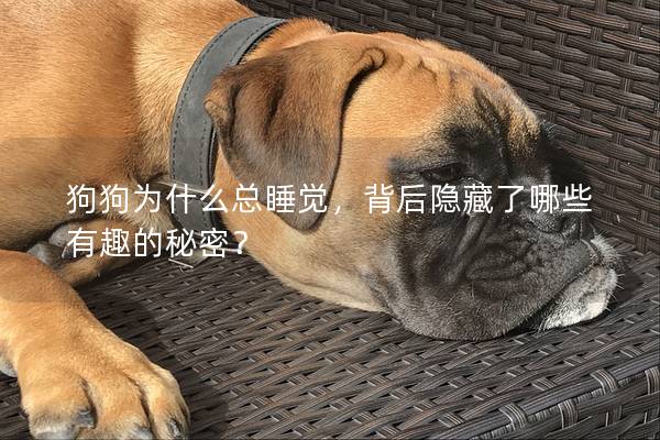 狗狗為什么總睡覺，背后隱藏了哪些有趣的秘密？
