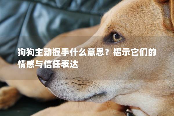 狗狗主動(dòng)握手什么意思？揭示它們的情感與信任表達(dá)