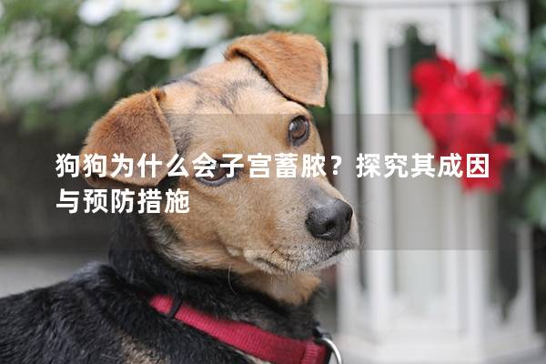 狗狗為什么會子宮蓄膿？探究其成因與預防措施