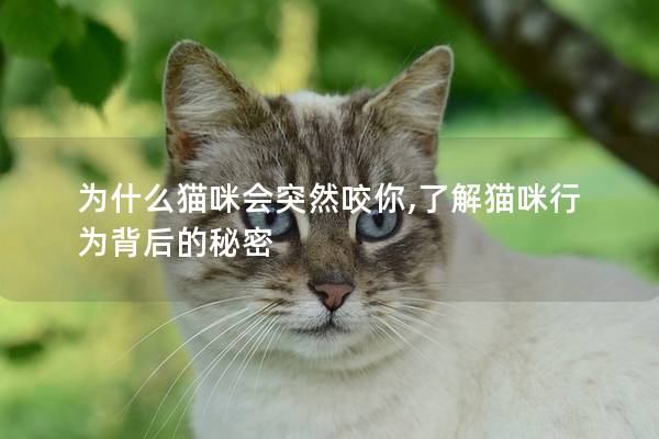為什么貓咪會(huì)突然咬你,了解貓咪行為背后的秘密