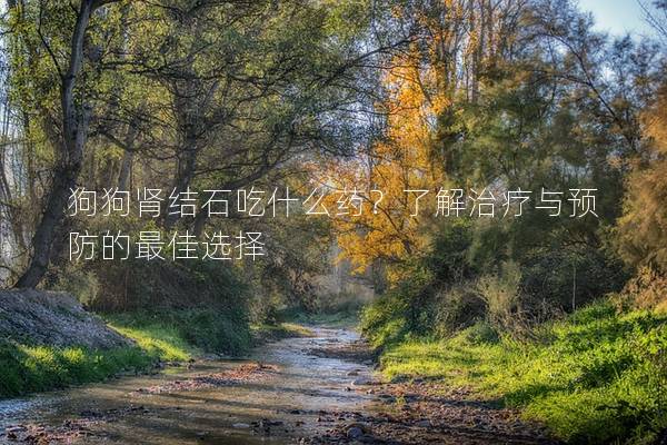 狗狗腎結石吃什么藥？了解治療與預防的最佳選擇