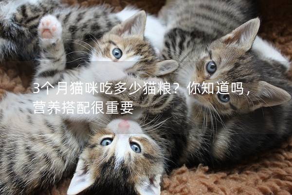 3個月貓咪吃多少貓糧？你知道嗎，營養搭配很重要