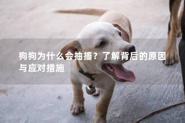 狗狗為什么會抽搐？了解背后的原因與應(yīng)對措施