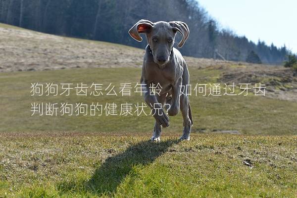 狗狗牙齒怎么看年齡，如何通過牙齒判斷狗狗的健康狀況？