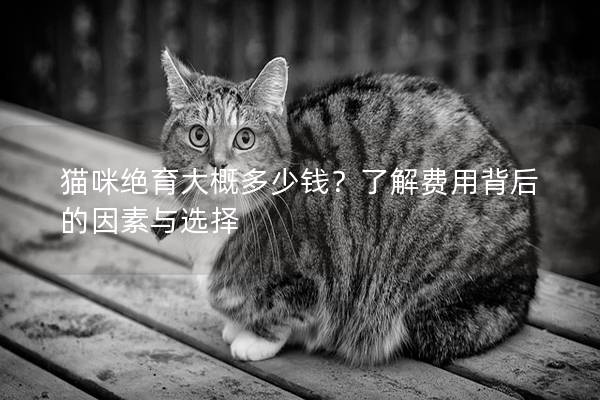 貓咪絕育大概多少錢？了解費用背后的因素與選擇