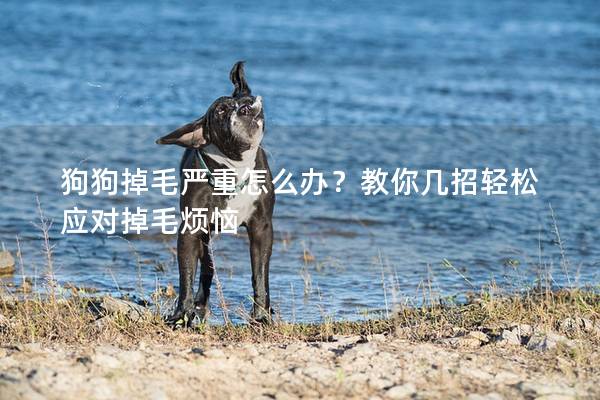 狗狗掉毛嚴重怎么辦？教你幾招輕松應對掉毛煩惱