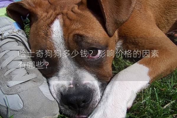 哈士奇狗狗多少錢？影響價格的因素有哪些？