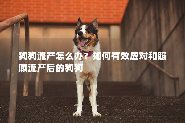 狗狗流產(chǎn)怎么辦？如何有效應(yīng)對和照顧流產(chǎn)后的狗狗