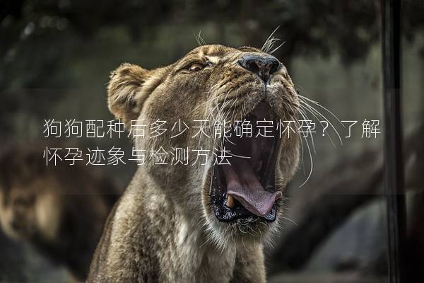 狗狗配種后多少天能確定懷孕？了解懷孕跡象與檢測方法
