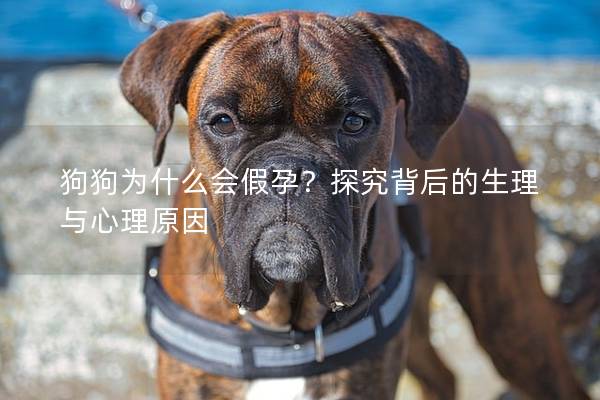 狗狗為什么會假孕？探究背后的生理與心理原因