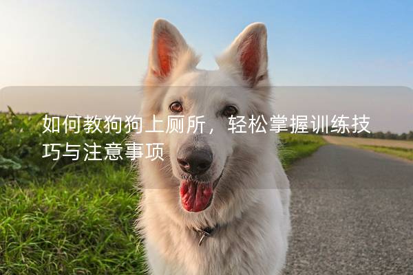 如何教狗狗上廁所，輕松掌握訓練技巧與注意事項