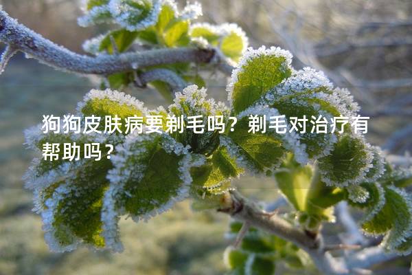 狗狗皮膚病要剃毛嗎？剃毛對(duì)治療有幫助嗎？