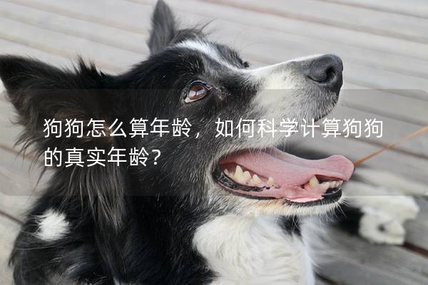 狗狗怎么算年齡，如何科學計算狗狗的真實年齡？